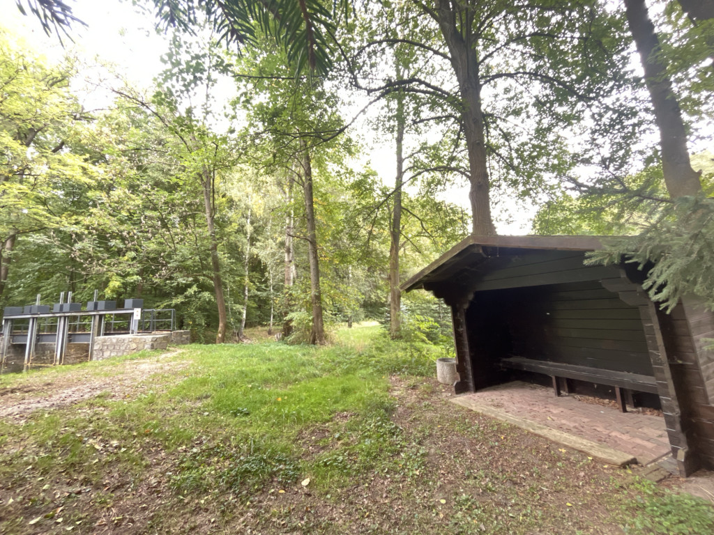 Wooden Understory