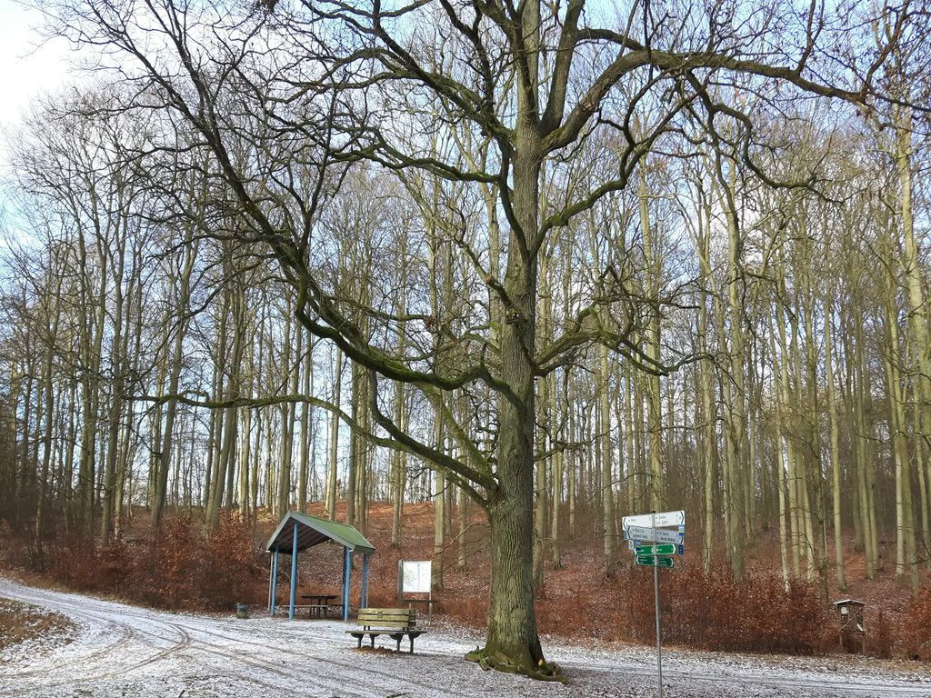 Basic Shelter Kreuzeiche