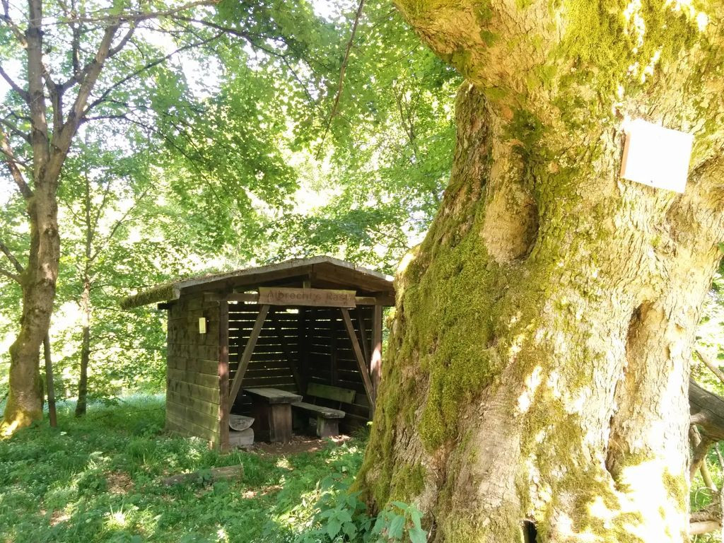 3743- Schutzhütte Dicker Forstmeister