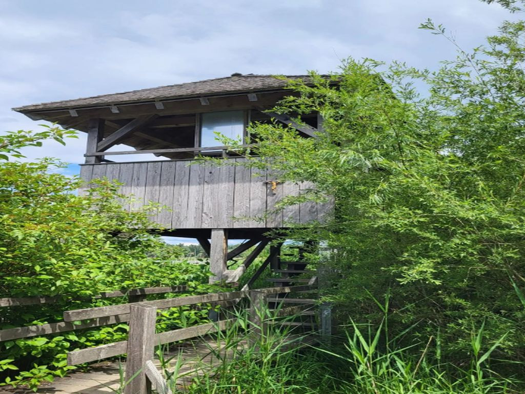 Watchtower Lachsgang